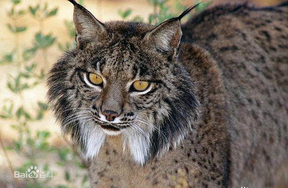 pardinus /i>):也叫 a href="#">伊比利亚 /a> a href="#">猞猁 /a>