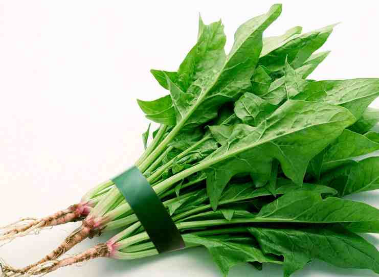 鹦鹉菜等,属藜科 a target="_blank" href="/item/菠菜属">菠菜属 /a>