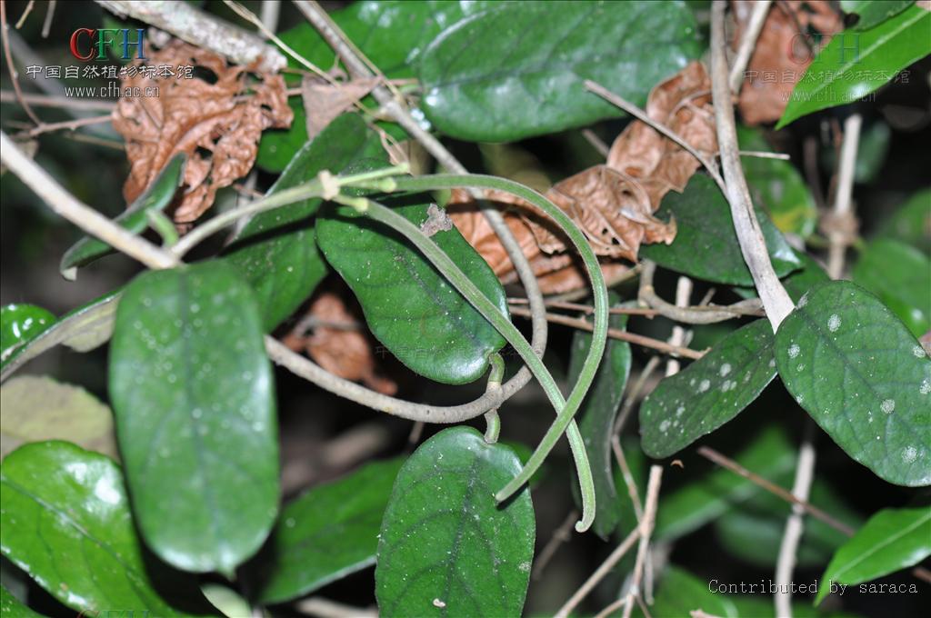  p>毛球兰(拉丁学名: i>hoya villosa /i> cost.