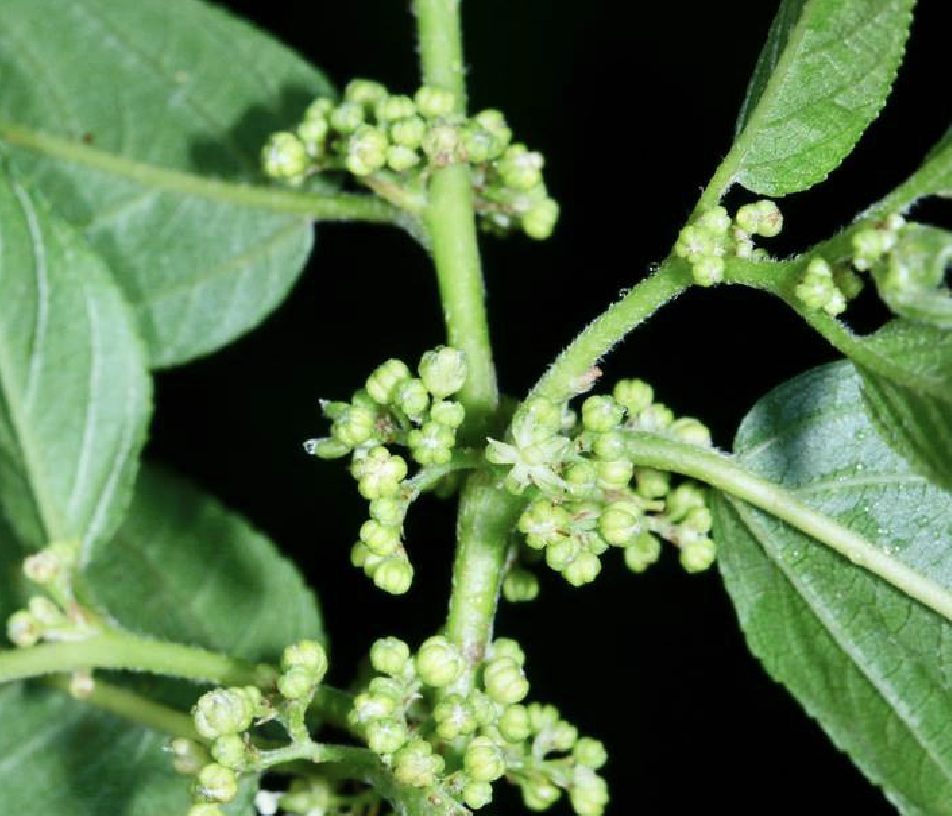  p>羽脉山黄麻(学名: i>trema levigata  /i>hand.-mazz.