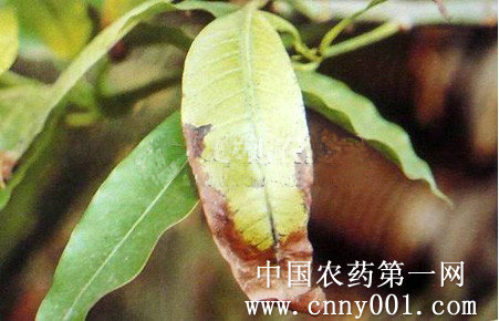  p data-id="gnb4xnj39n">芒果黑斑病又称细菌性黑斑病或溃荡病.