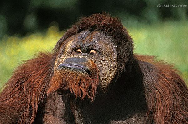  p>猩猩也叫 a href="#" data-lemmaid="2032856">人猿 /a>, a>灵长目