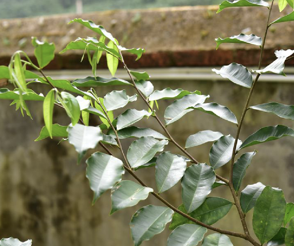 huang)是瑞香科沉香属植物,小乔木,高约3-8米,小枝暗褐色,疏被短柔毛