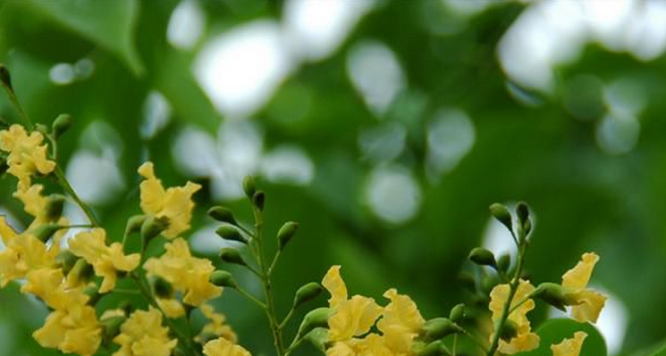 这种木材具有很强的香味,并可以持续很多年,因此被称为"蔷薇木".