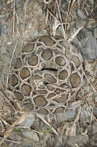  p>圆斑蝰(学名: i>daboia russelii siamensis /i>),又称百步金钱豹