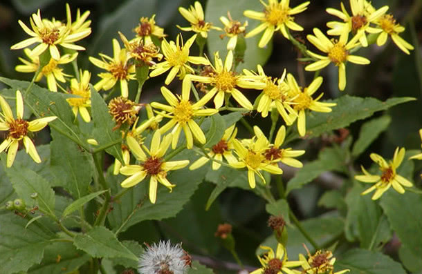 href="#" data-lemmaid="3078325">千里光属 /a>的植物