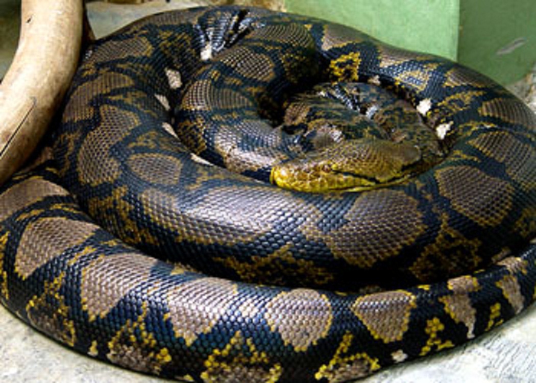 lemmaid="11274632">霸王蟒 /a>,网蟒,是蛇亚目,蛇亚目属大型蟒蛇