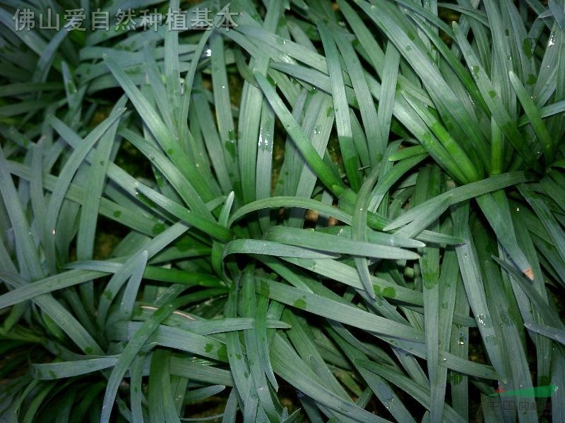  p>簇序草是唇形科植物中的一个种,多年生草本,株高约30-40cm,主要