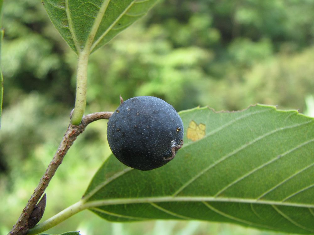  p>糙叶树属(aphananthe planch., nom. gen. cons.