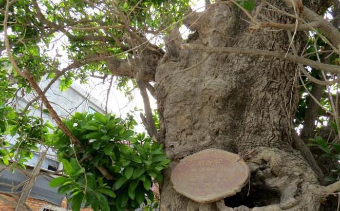  p>割舌树属(学名:walsura roxb.