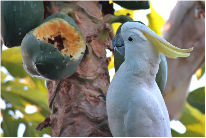 sulphur-crested cockatoo