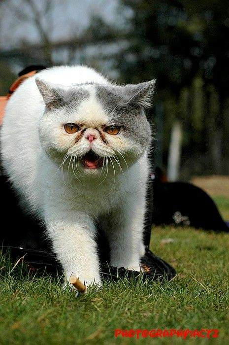 波斯猫