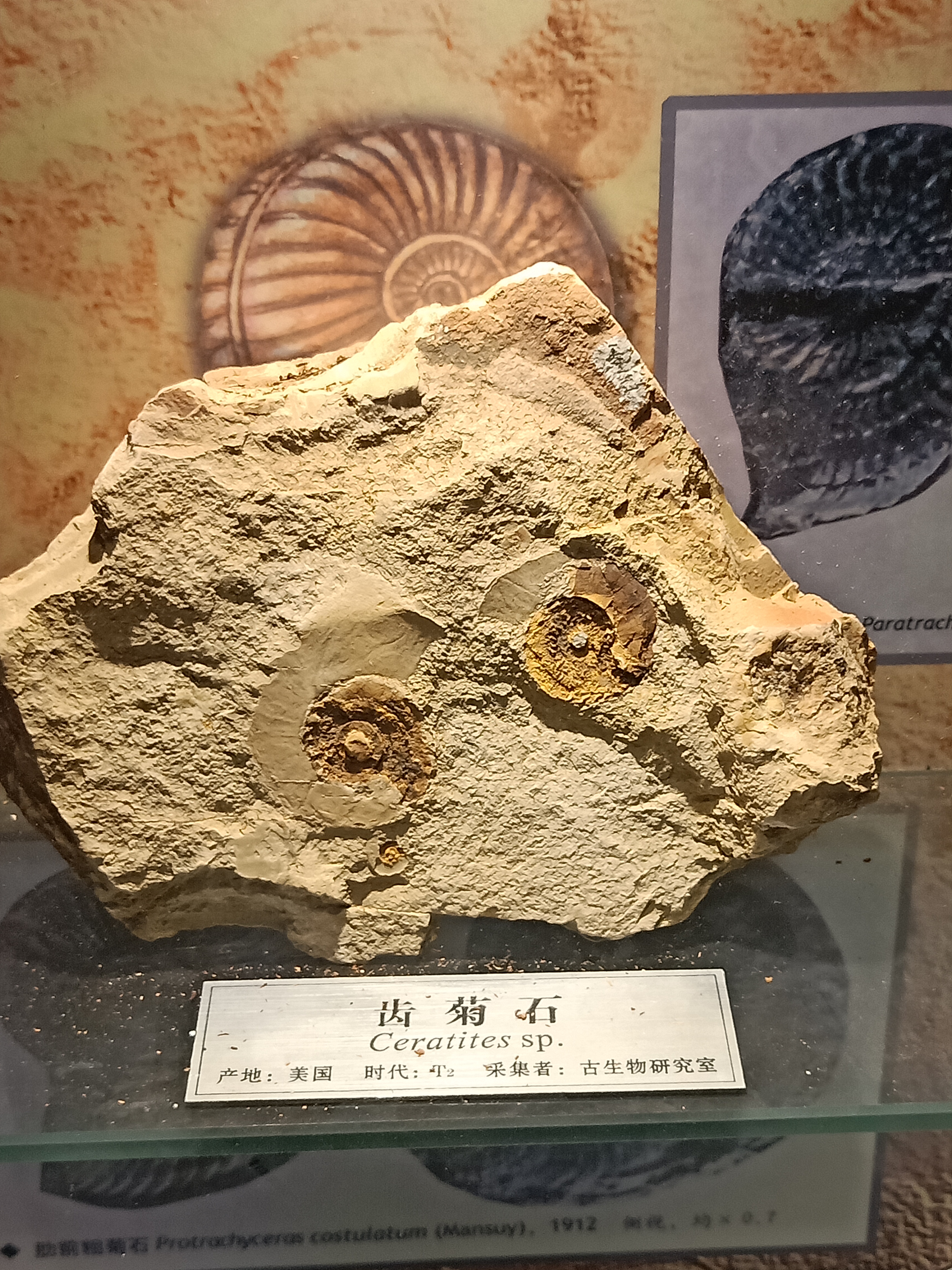  p>齿菊石,古 a target="_blank" href="/item/无脊椎动物/149803"