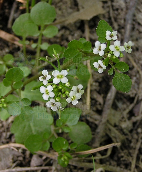  p data-id="txvgubqthegw">豆瓣菜,十字花科豆瓣菜属多年生水生草本