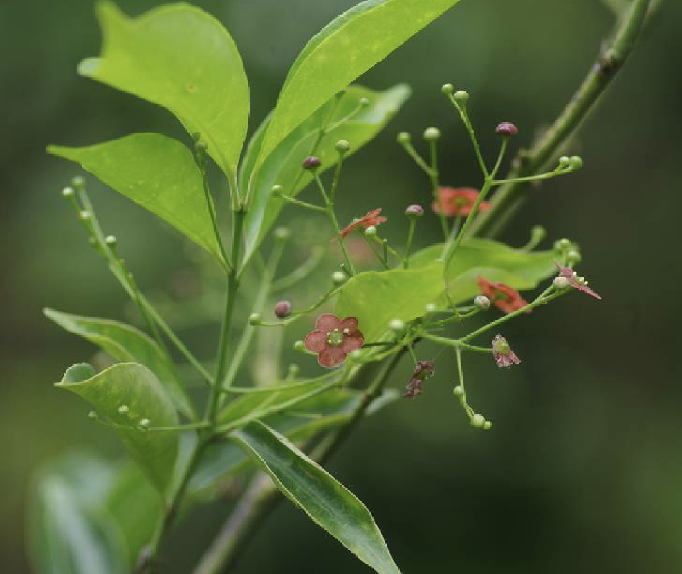  p>疏花卫矛(学名: i>euonymus laxiflorus /i> champ. ex benth.