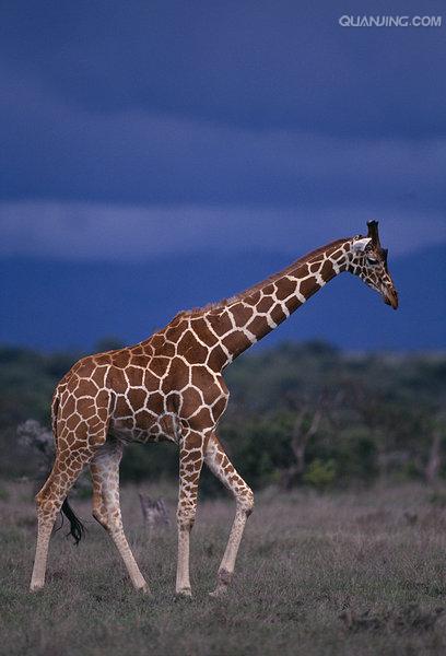  p>网纹长颈鹿(学名: i>giraffa camelopardalis reticulata) /i>又称