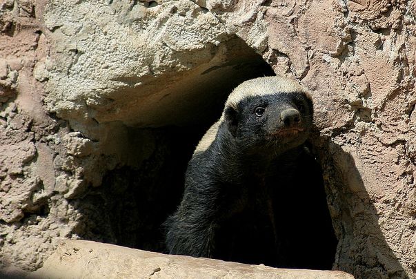  p>蜜獾尼泊尔亚种是蜜獾的亚种之一.