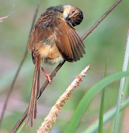 prinia superciliaris