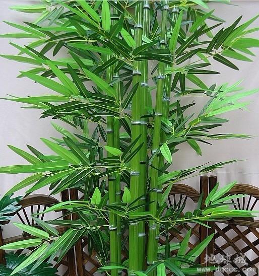 indocalamus /b>  b>sinicus /b> (hance) nakai)是禾本科,箬竹属植物