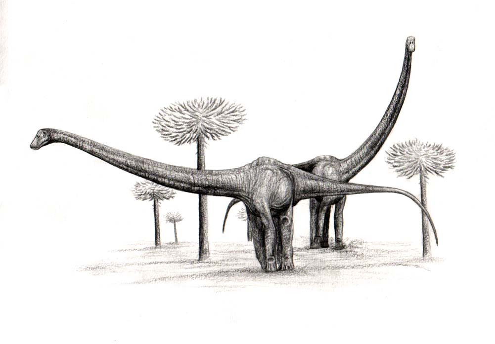 丁赫罗龙(dinheirosaurus)