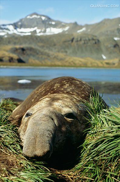  p>南象海豹是一种在近岸水域以南极鱼为食,在其他地方主要吃头足类的