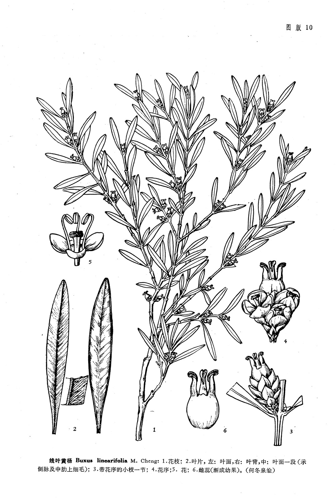  p>线叶黄杨(拉丁学名:buxus linearifolia m.