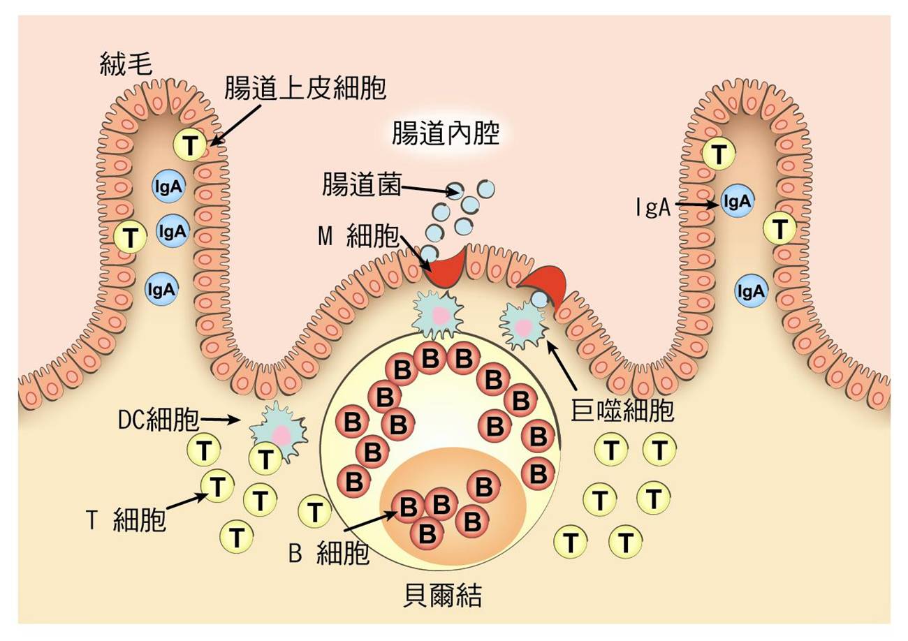 血清免疫球蛋白a