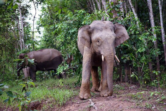 婆罗洲侏儒象