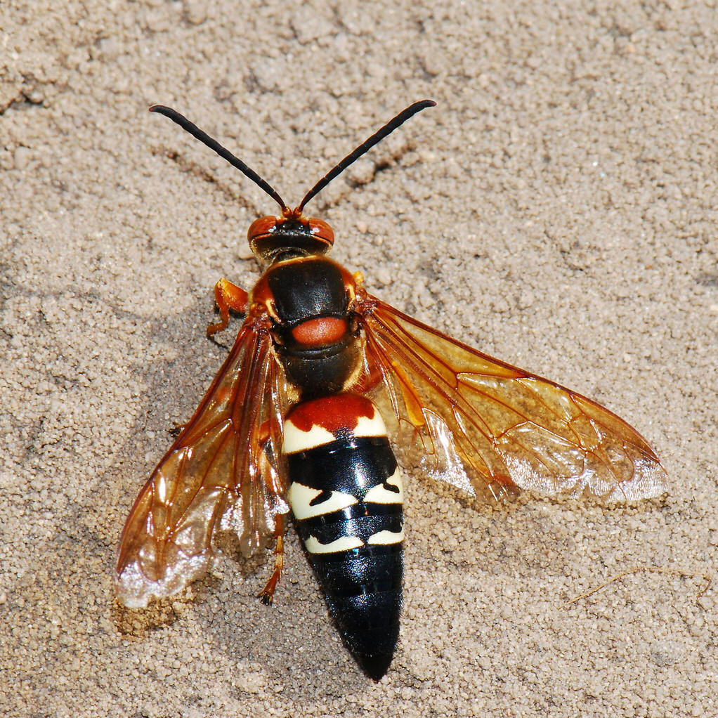  p>膜翅目(hymenoptera)泥蜂科(sphecidae) a target="_blank" href="