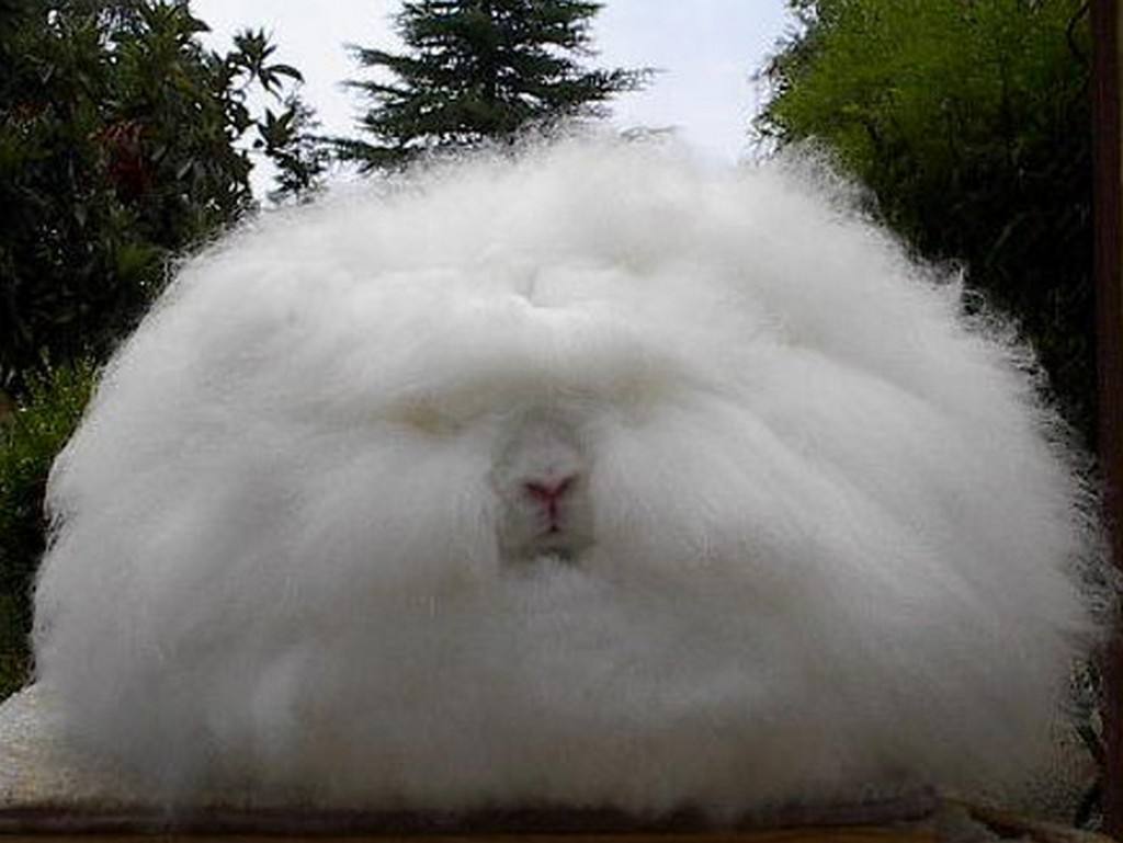 lemmaid="6814290">德国安哥拉兔 /a>( i>german angora /i>)发展而成