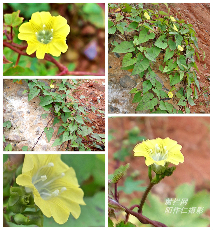  p>篱栏网(学名:merremia hederacea),是旋花科,鱼黄草属的植物.