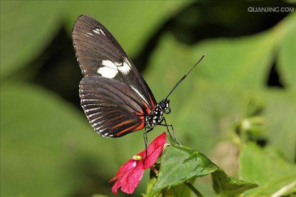  p>红带袖蝶 i>(学名:heliconius melpomene) /i>,又名红色邮差蝴蝶