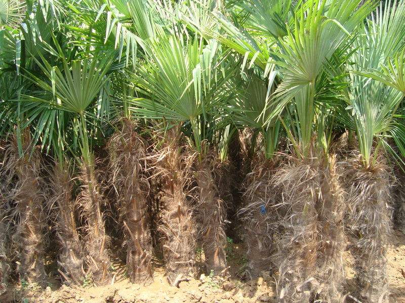  p>棕榈木,学名palmoxylon, a href="#">槟榔科 /a>,生长在 a href="