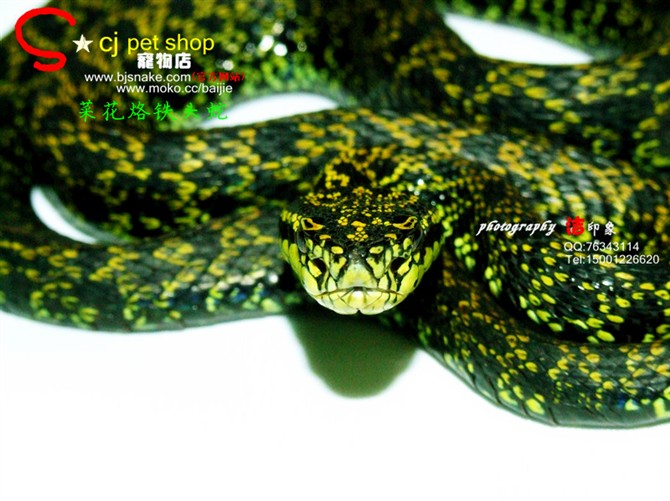  p>原矛头蝮(学名: i>protobothrops mucrosquamatus /i>),又名为龟壳