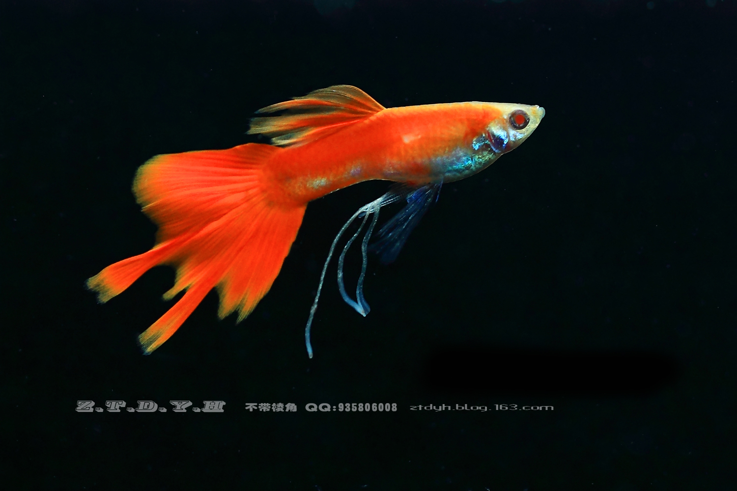  p>新购买的鱼缸第一次放进"生水"后第一次投进的鱼即是在"闯缸",待鱼