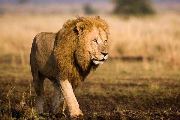  p>狮子非洲最大的猫科动物,体型仅次于老虎.