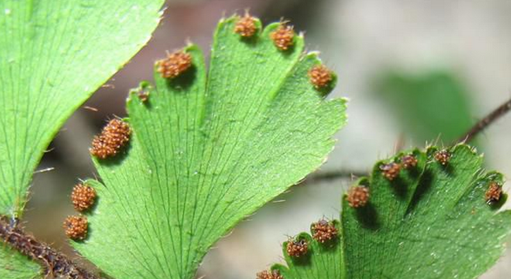  p>假鞭叶铁线蕨(学名: i>adiantum malesianum /i> ghatak)是铁线蕨