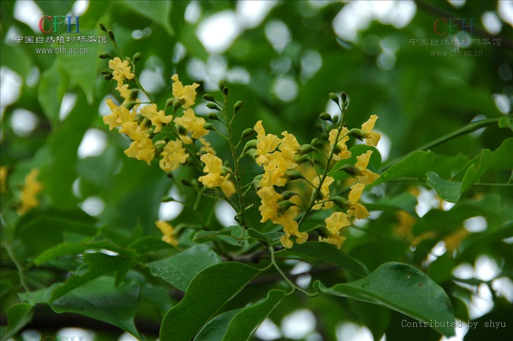 这种木材具有很强的香味,并可以持续很多年,因此被称为"蔷薇木".
