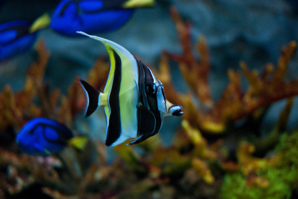  p>鲈形目(perciformes)镰鱼科(zanclidae)的热带岩礁鱼类,学名为