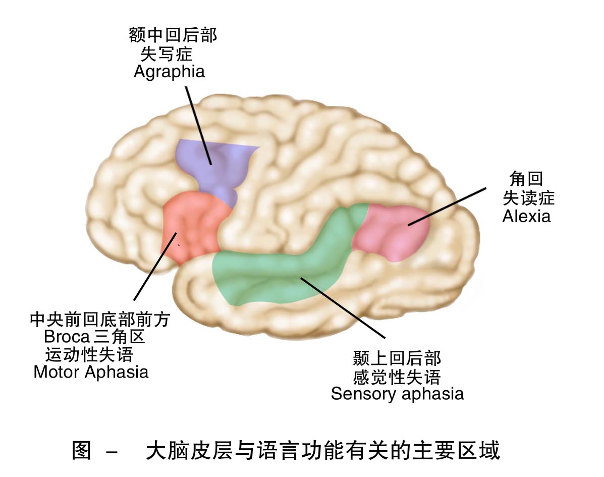 ">语言中枢是人类 a target="_blank" href="/item/大脑皮质/3237306"
