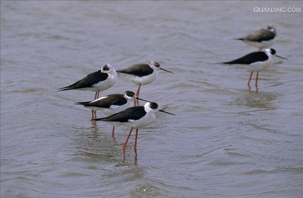  p>黑颈长脚鹬(学名: i>himantopus mexicanus /i>)是一种修长的黑白