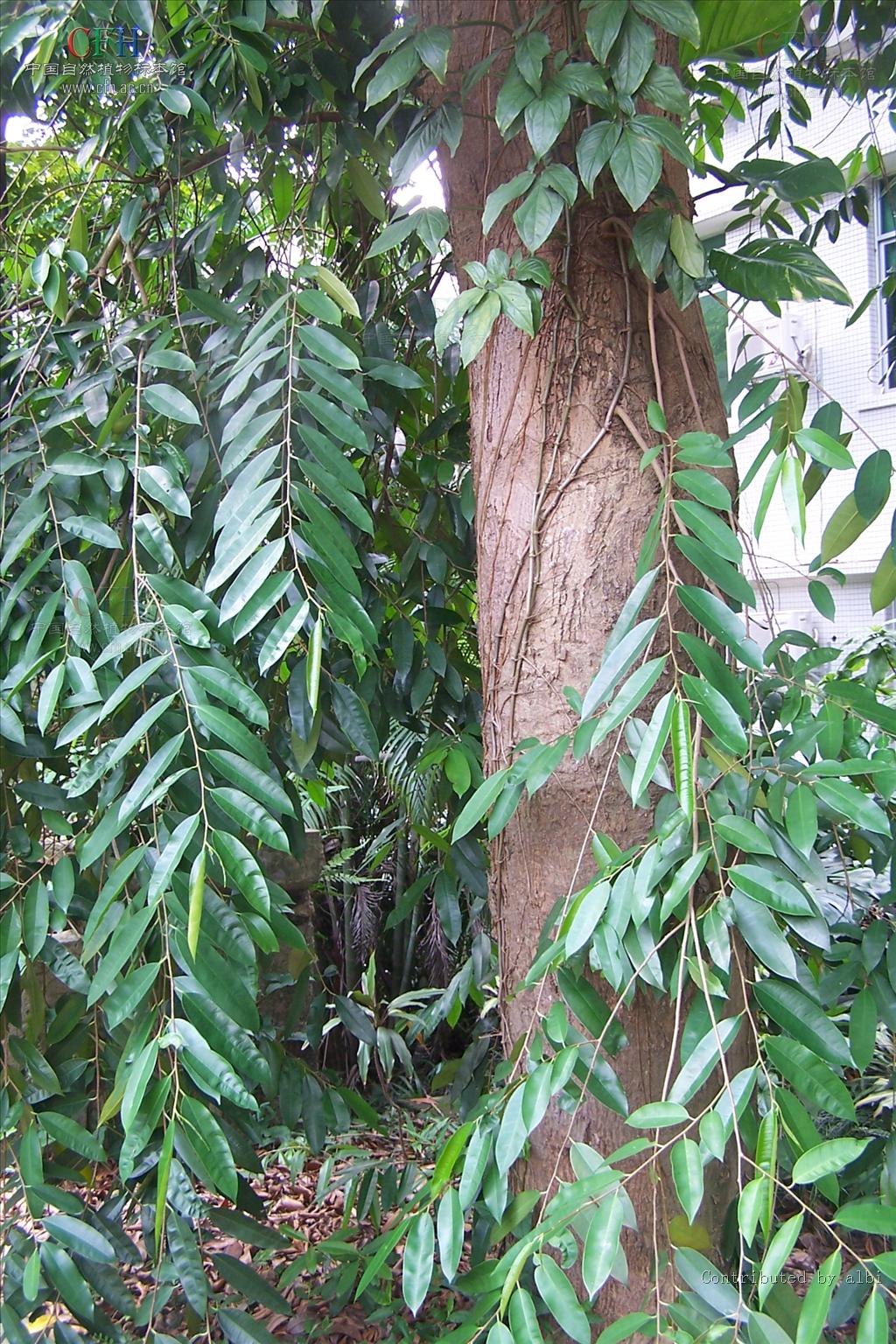  p>鹊肾树(学名: i>streblus asper /i> lour.