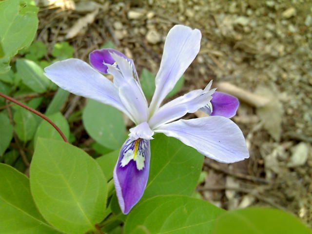 茎短,不明显.叶近基生,5-6枚,二列套叠,两侧压扁,肥厚,基部有关节.