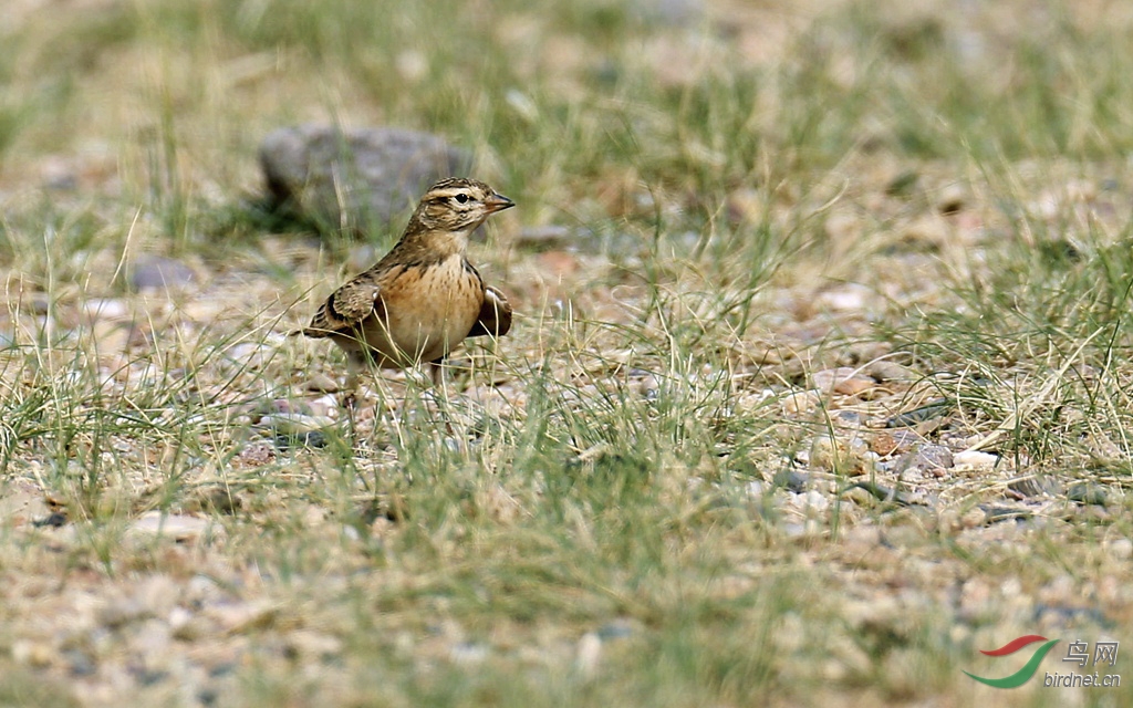  p>二斑百灵(学名:melanocorypha bimaculata)为百灵科百灵属的鸟类.