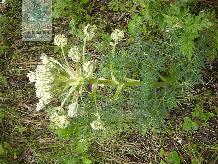 pleurospermum franchetianum hemsl.