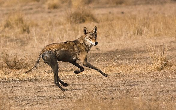  p>伊朗狼(学名: i>canis lupus pallipes /i>)是灰狼的亚种之一,该