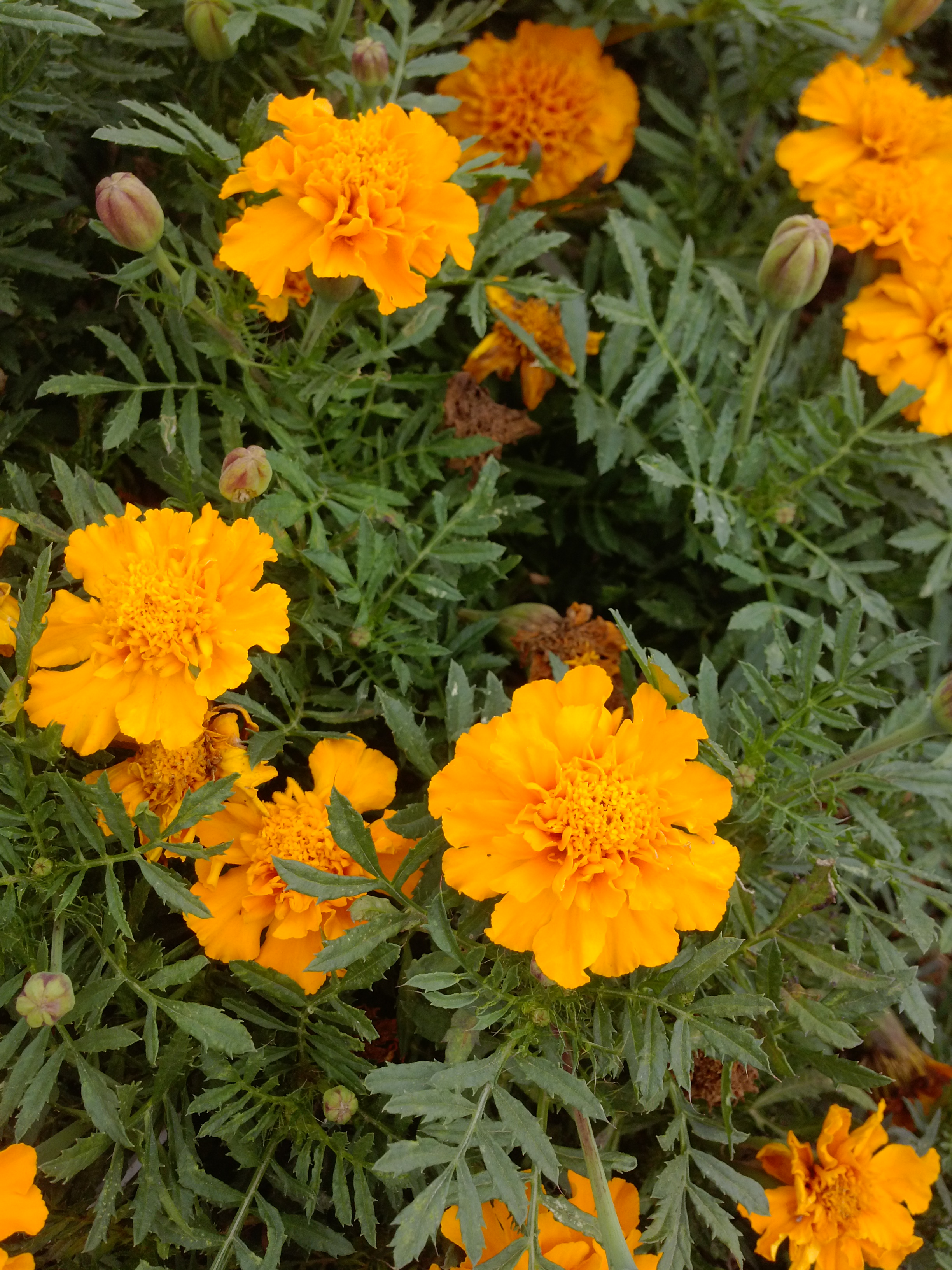  p data-id="ta3t1pzeibgn">万寿菊( i>tagetes erecta /i> l.