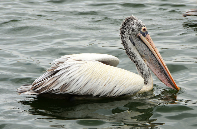 pelecanus philippensis