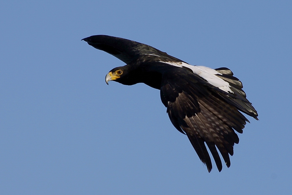  p>黑雕(学名: i>aquila verreauxii /i>):是鹰科,雕属的物种.