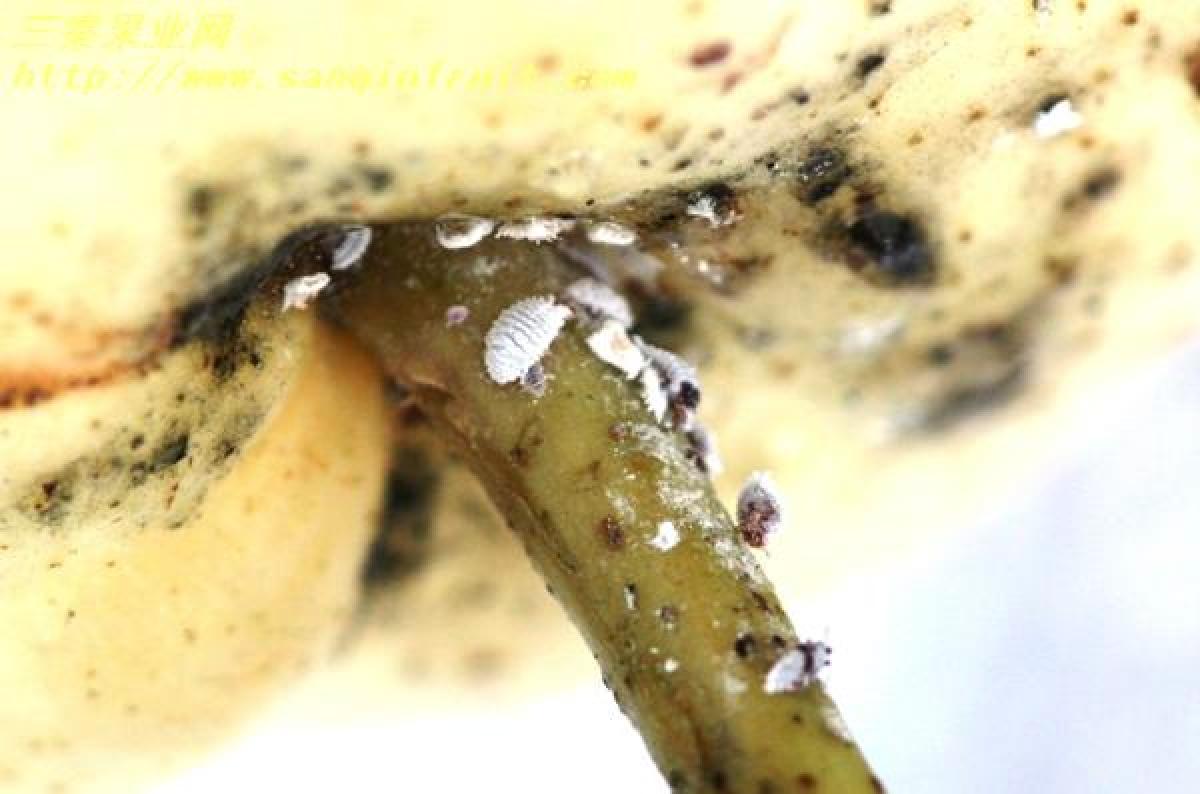 金叶女贞康氏粉蚧